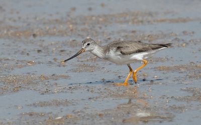Terek sandpiper (Xenus cinereus)