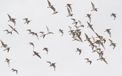 Eurasian curlew(Numenius arquata)