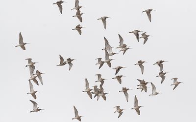 Eurasian curlew(Numenius arquata)