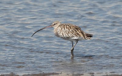 Eurasian curlew(Numenius arquata)