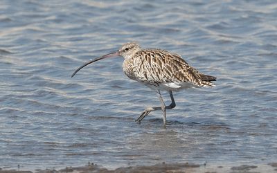 Eurasian curlew (Numenius arquata)