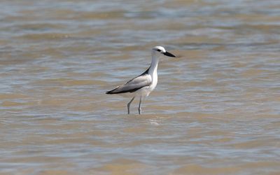Crab-plover (Dromas ardeola)