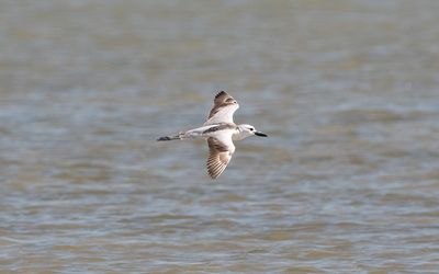 Crab-plover (Dromas ardeola)