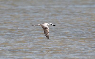 Crab-plover
