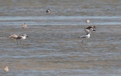 Crab-plover