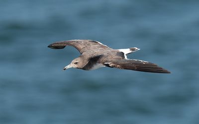 Sooty gull (Ichthyaetus hemprichii)