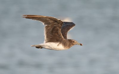 Sooty gull (Ichthyaetus hemprichii)