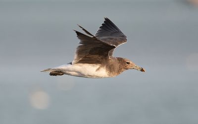 Sooty gull (Ichthyaetus hemprichii)