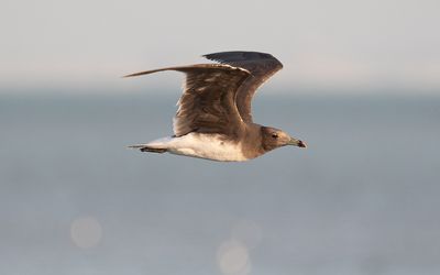Sooty gull (Ichthyaetus hemprichii)