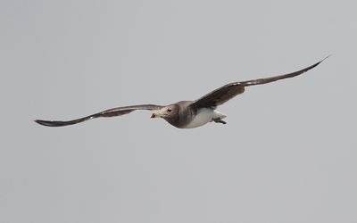 Sooty gull (Ichthyaetus hemprichii)