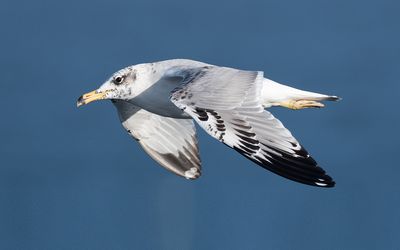 Pallas's gull (Ichthyaetus ichthyaetus)