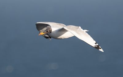 Pallas's gull (Ichthyaetus ichthyaetus)