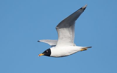 Pallas's gull (Ichthyaetus ichthyaetus)