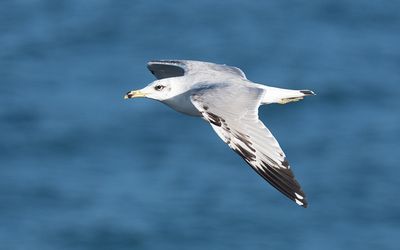 Pallas's gull (Ichthyaetus ichthyaetus)