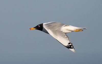 Pallas's gull (Ichthyaetus ichthyaetus)