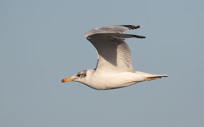 Pallas's gull (Ichthyaetus ichthyaetus)