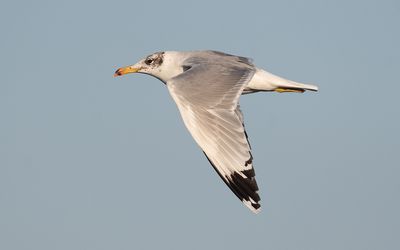 Pallas's gull (Ichthyaetus ichthyaetus)