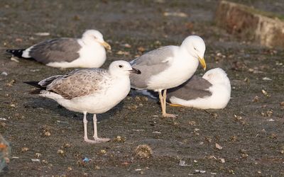 Caspian gull (Larus cachinnans)