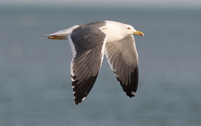 Heuglin's gull