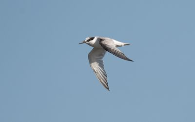 Little tern (Sternula albifrons)