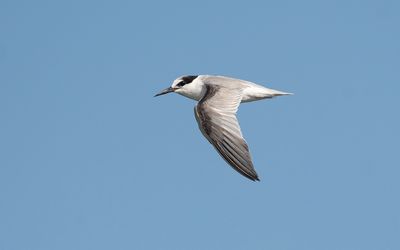 Little tern (Sternula albifrons)