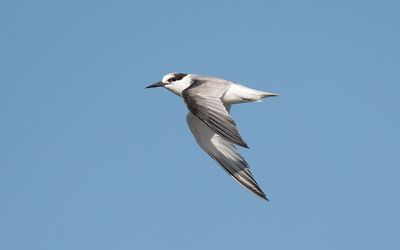 Little tern (Sternula albifrons)