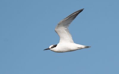 Little tern (Sternula albifrons)