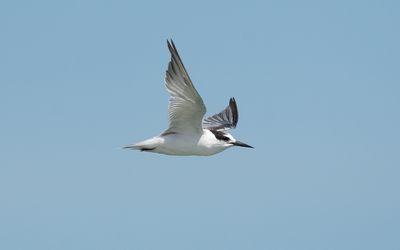 Little tern (Sternula albifrons)