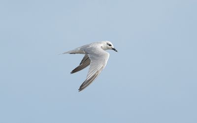 Gull-billed tern (Gelochelidon nilotica)