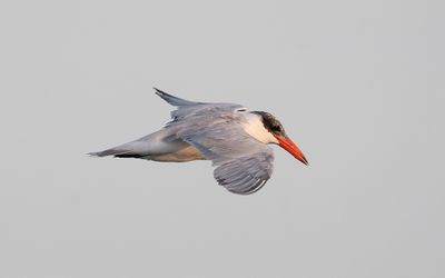 Caspian tern (Hydroprogne caspia)