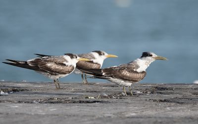 Greater crested tern (Thalasseus bergii)
