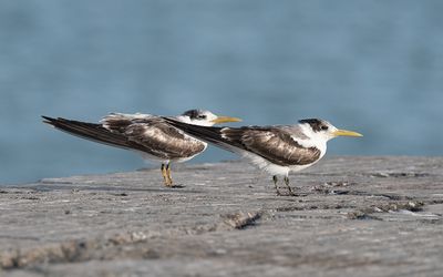 Greater crested tern (Thalasseus bergii)