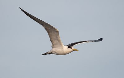 Greater crested tern (Thalasseus bergii)