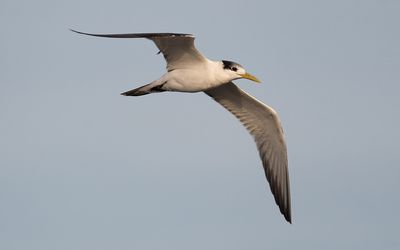 Greater crested tern (Thalasseus bergii)