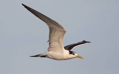 Greater crested tern