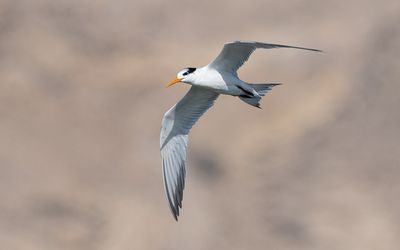 Lesser crested tern (Thalasseus bengalensis)