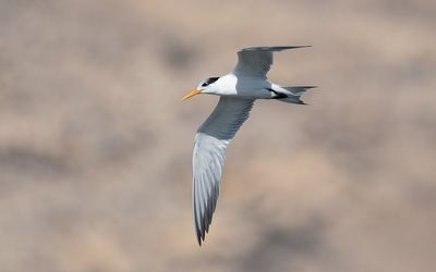 Lesser crested tern (Thalasseus bengalensis)