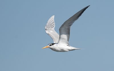 Lesser crested tern (Thalasseus bengalensis)