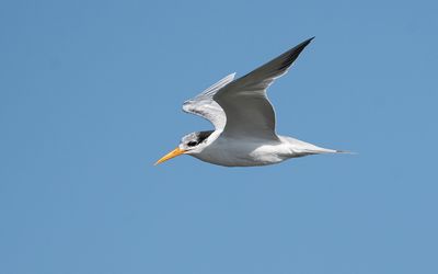 Lesser crested tern (Thalasseus bengalensis)