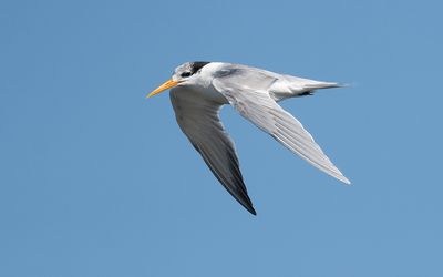 Lesser crested tern (Thalasseus bengalensis)