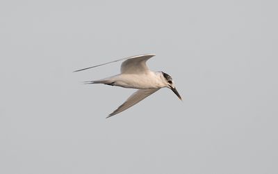 Sandwich tern
