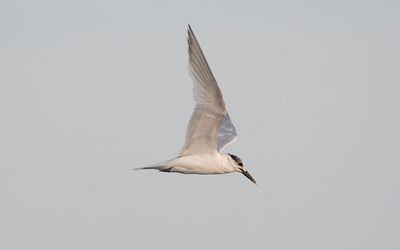Sandwich tern (Thalasseus sandvicensis)