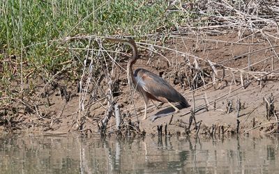 Purple heron (Ardea purpurea)