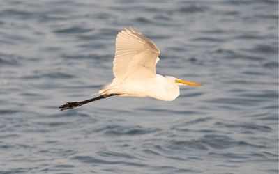 Great egret
