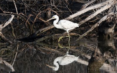Western reef heron (Egretta gularis)