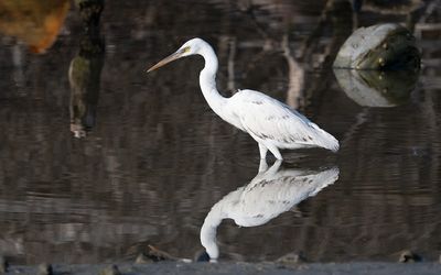 Western reef heron (Egretta gularis)