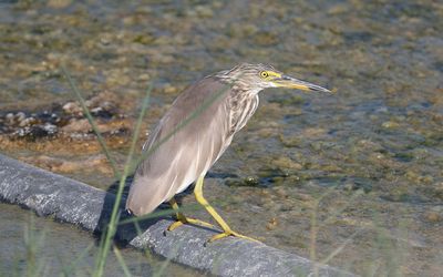Indian pond heron