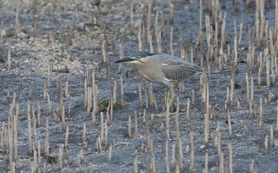 Striated heron (Butorides striata)