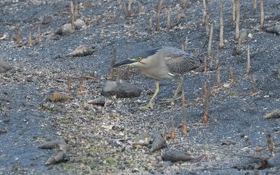 Striated heron (Butorides striata)