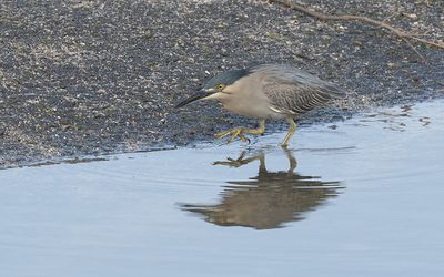 Striated heron